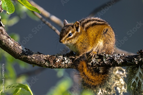 Red-tailed Chipmunk (Neotamias ruficaudus) on a Tree photo
