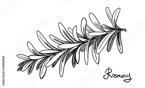 Rosemary branch hand drawn. Rosemary fragrant plant Isolated on white background. Vector illustration. Retro style.