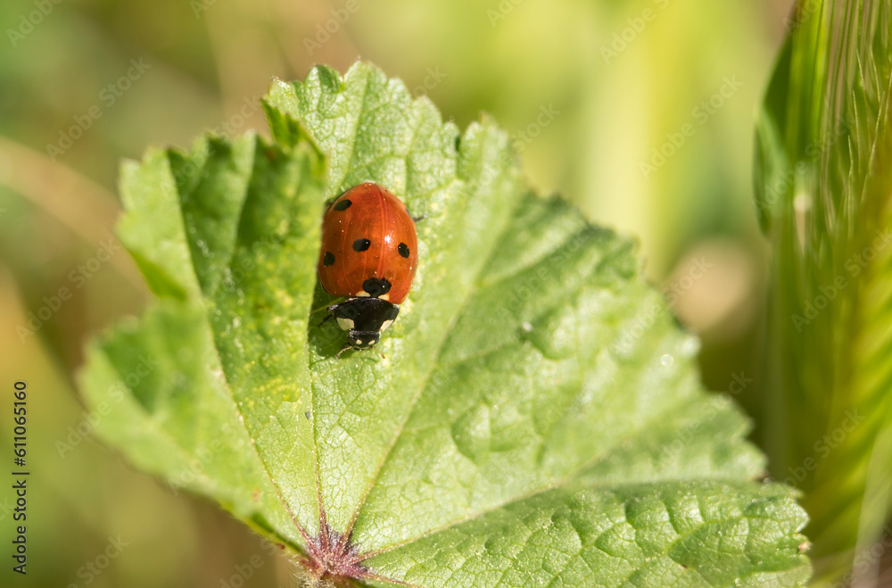 Extreme macro shots, Beautiful ladybug on flower leaf defocused background. Extreme macro shots, Beautiful ladybug on flower leaf defocused background.