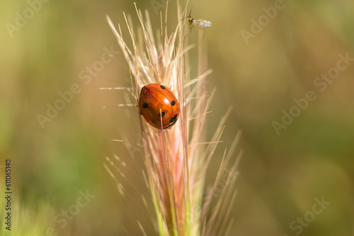 Extreme macro shots, Beautiful ladybug on on a spike with natural background. © mestock