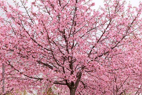 Blossoming Sakura tree on cloudy day