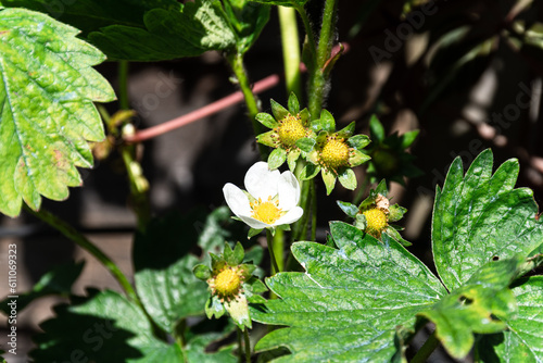Strawberry Flowers on a Strawberry plant
