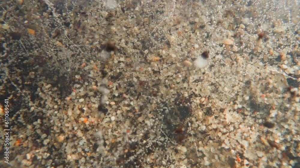 Calm flow of water with dark particles of dirt. Pebbles sink to bottom covered with small stones and plants with transparent gas bubbles on stems slow motion Calm flow of water with dark particles of dirt. Pebbles sink to bottom covered with small stones and plants with transparent gas bubbles on stems slow motion