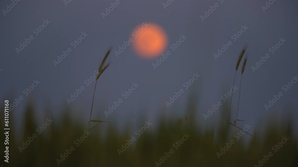 grass moving against the backdrop of the full moon grass moving against the backdrop of the full moon