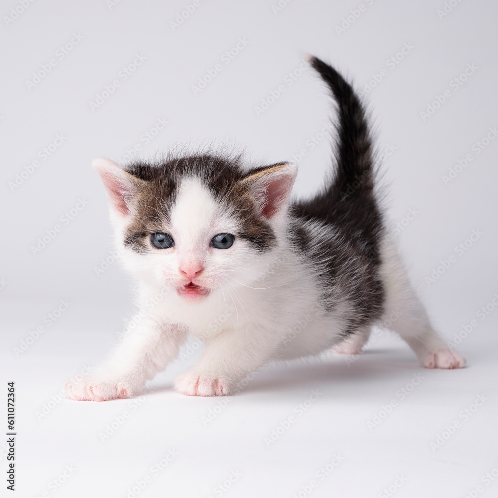 kittens kittens