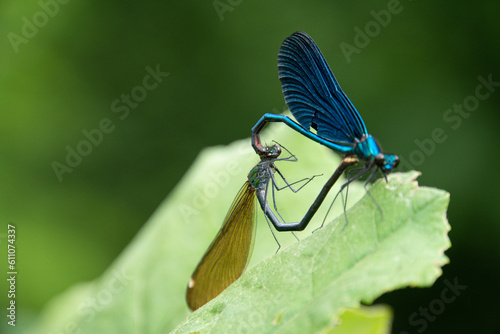 Beautiful demoiselle mating, focus on female