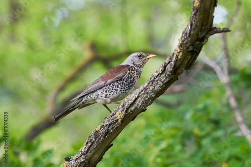bird thrush fieldfare sits on the branch on beautiful summer green blurred background