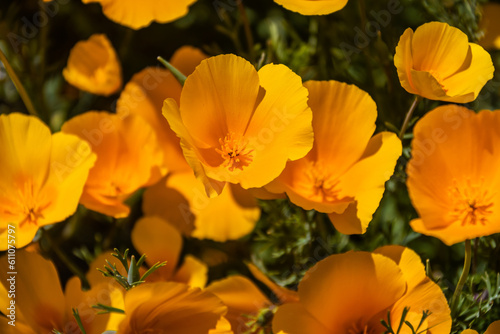 A close-up of yellow and orange Mexican poppy blooms in direct sunlight.