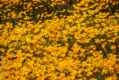A carpet of yellow and orange Mexican Poppies in a field in direct sunlight.
