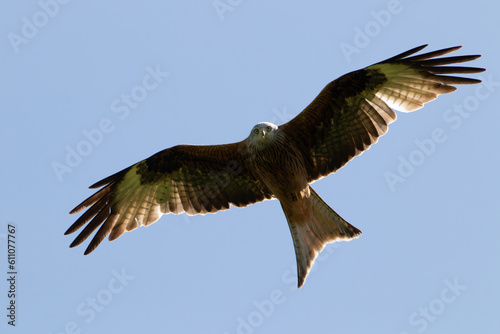 Red Kite Searching for Prey