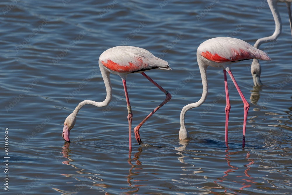 Flock of Greater flamingos, Phoenicopterus roseus, feeding in the Vicario reservoir, province of Ciudad Real, Spain Flock of Greater flamingos, Phoenicopterus roseus, feeding in the Vicario reservoir, province of Ciudad Real, Spain