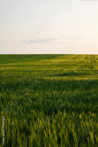 Agriculture  a vast field of lush green barley. Agribusiness  Rye plantation  Rye landscape