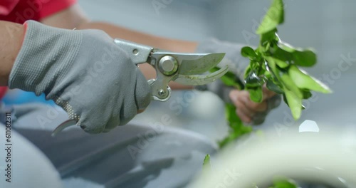 The process of cutting kaffir lime leaves to sort out bad leaves.Kaffir lime leaves being Cut by a seller.Cut kaffir lime leaves from the tree.(Low angle) photo