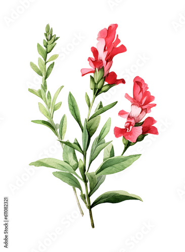 Watercolor Snapdragon blooms png