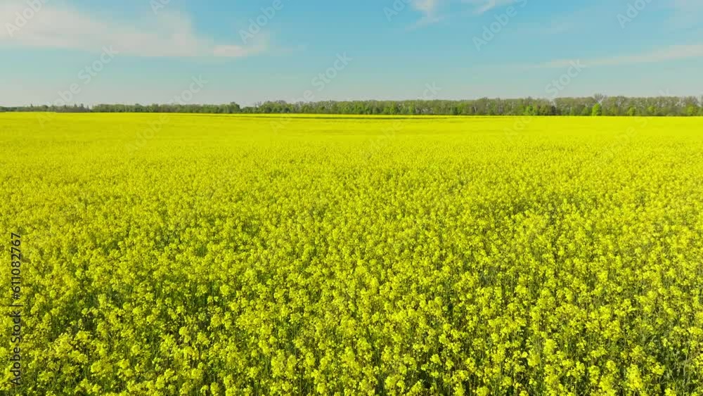 Rape agriculture yellow farming flower spring plant season green Rape agriculture yellow farming flower spring plant season green