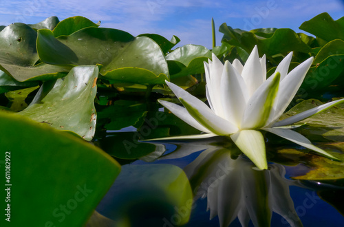 Beautiful white water lily (Nymphaea alba) flowers on the water surface in the lake Kugurluy, Ukraine photo