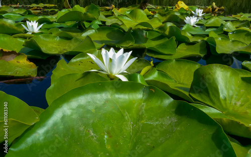 Beautiful white water lily (Nymphaea alba) flowers on the water surface in the lake Kugurluy, Ukraine