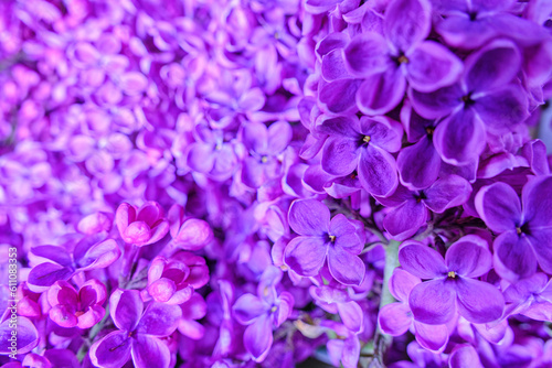 Fototapeta Naklejka Na Ścianę i Meble -  Background of blooming lilac flowers, closeup.