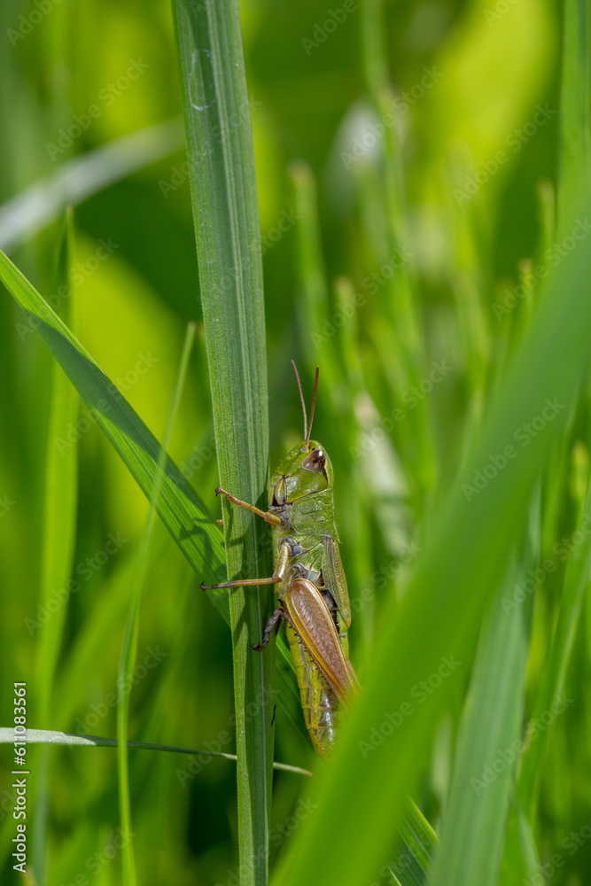 Green grasshoper sitting on a green leaf macro photography in summertime. Common field grasshopper sitting on a plant in summer day close-up photo. Macro insect on a green background. Green grasshoper sitting on a green leaf macro photography in summertime. Common field grasshopper sitting on a plant in summer day close-up photo. Macro insect on a green background.