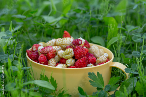 A plate with fresh strawberries standing on green grass on a summer sunny day. Freshly picked strawberries lying in a white plate on a green background  close-up photo. 