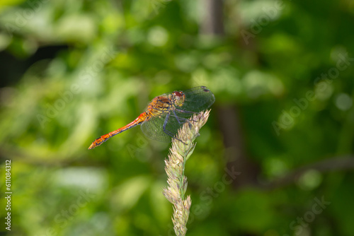 Ruddy darter dragonfly sitting on a thin green leaf in a summer day. Dragonfly with big eyes macro photography on a green background.	