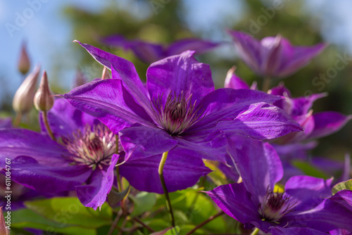 Fototapeta Naklejka Na Ścianę i Meble -  Blooming purple clematis flower on a green background in summertime macro photography. Traveller's joy garden flower with lilac petals closeup photo on a sunny summer day.	
