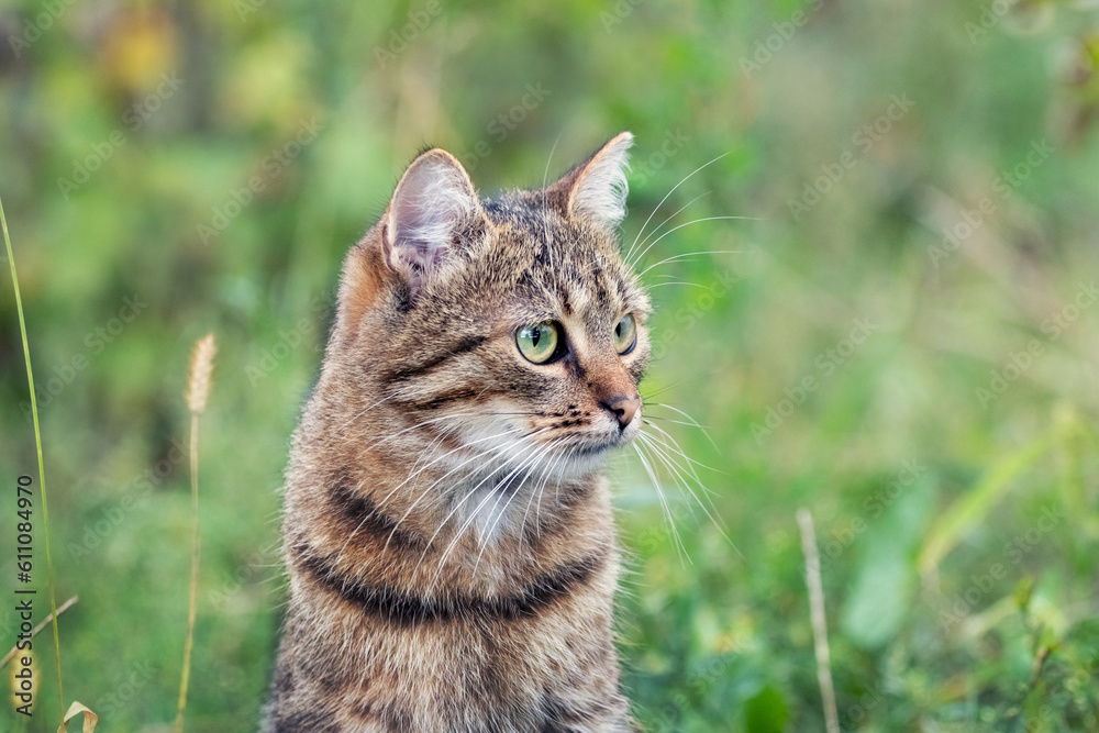 Portrait of a brown striped cat with a concentrated look in the garden on the background of grass