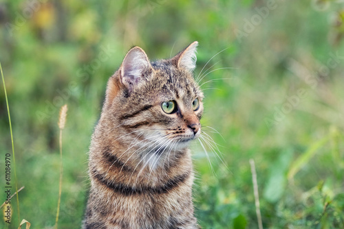 Portrait of a brown striped cat with a concentrated look in the garden on the background of grass © Volodymyr