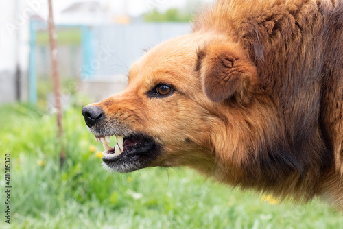 Photos Aggressive dog barks, baring teeth. Dangerous Angry Dog