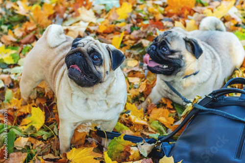 Two funny pugs in an autumn park near the owner's bag