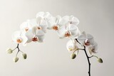 A sprig of white orchid close-up. Generative AI