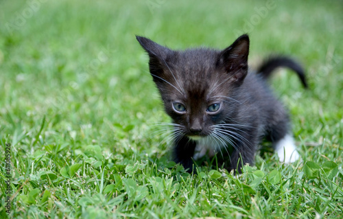 Cute fluffy black white kitten on green grass background.Beautiful curious small kitty walking outdoors.Love for pets concept.Selective focus. © svf74