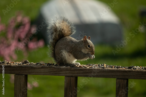This cute little grey squirrel was sitting curled up on the railing of the deck. His cute little hands pushed up to his lips to put food in his mouth. Little guy appears to be in heaven with birdseed.