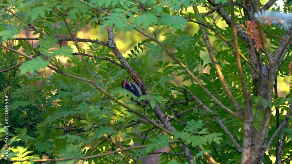 Red-naped Sapsucker