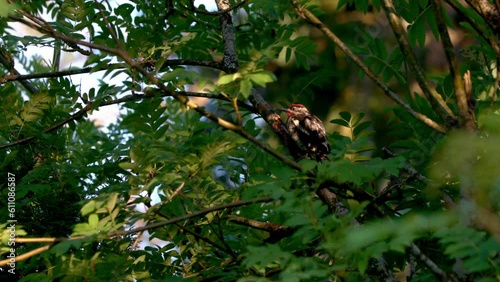 Red-naped Sapsucker photo