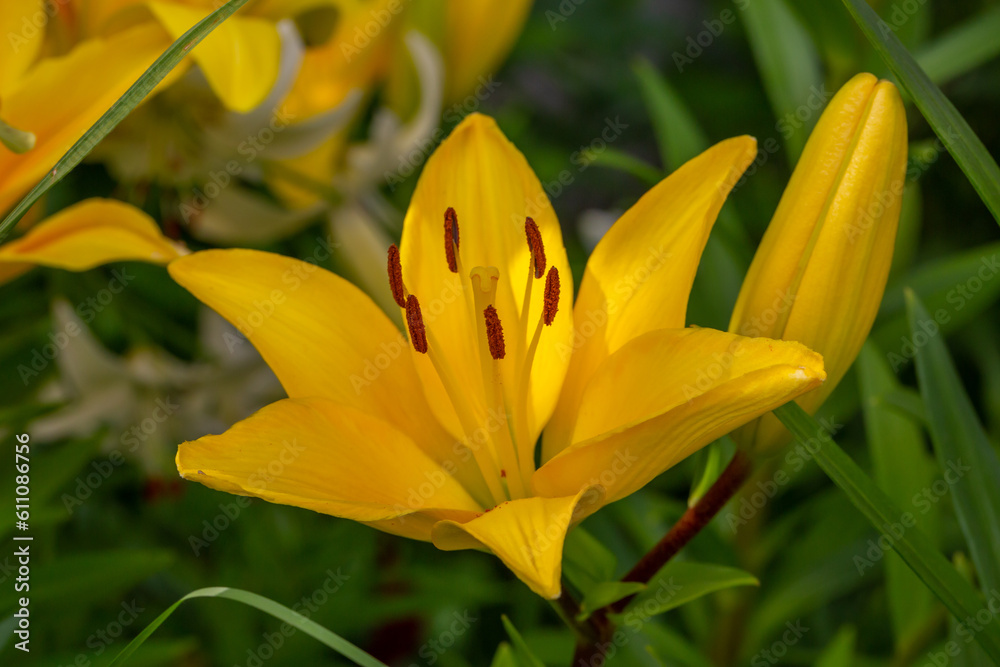 Blooming yellow lily in a summer sunset light macro photography. Garden lillies with bright orange petals in summertime, close-up photography. Large flowers in sunny day floral background. Blooming yellow lily in a summer sunset light macro photography. Garden lillies with bright orange petals in summertime, close-up photography. Large flowers in sunny day floral background.