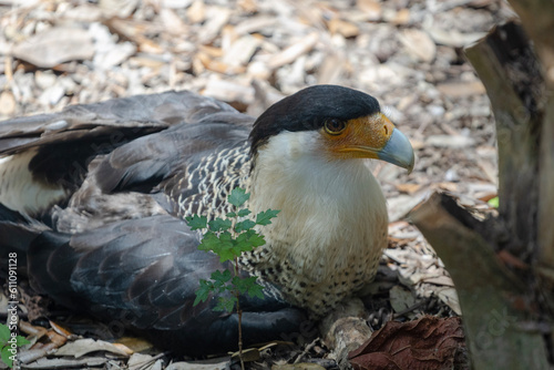 Crested caracaras
