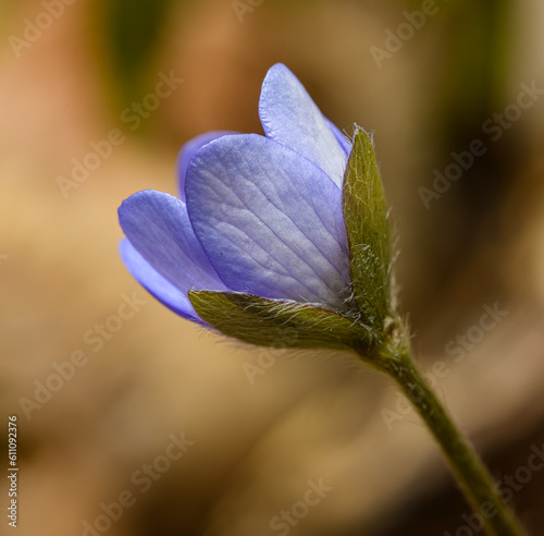 violet flower of common hepatica aka liverwort  kidneywort or pennywort  Anemone hepatica 