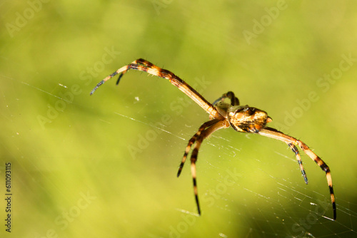 Aranha-de-prata chama assim (devido à cor prateada de seu cefalotórax) também conhecida aranha-dos-jardins. São Paulo, Brasil.   photo