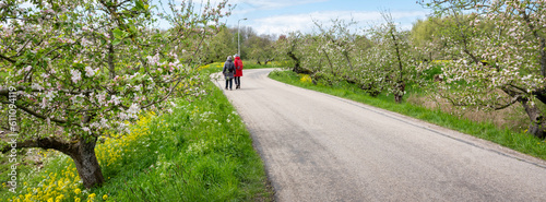people walk on dike full of blooming apple trees in betuwe near geldermalsen in the netherlands in spring photo