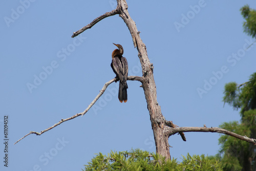 Anhinga perched on a tree