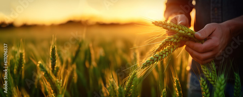 Farmer hand holding green wheat ears in the field. Generative AI photo