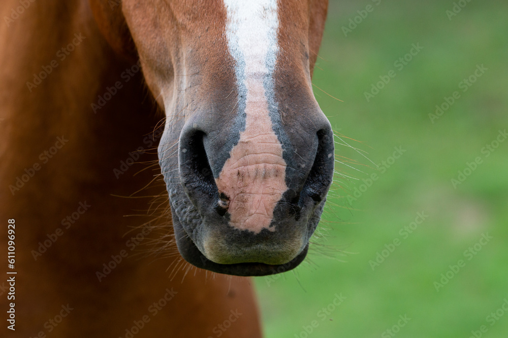 Obraz premium It is touching to see the sensitivity in the eyes of the horses