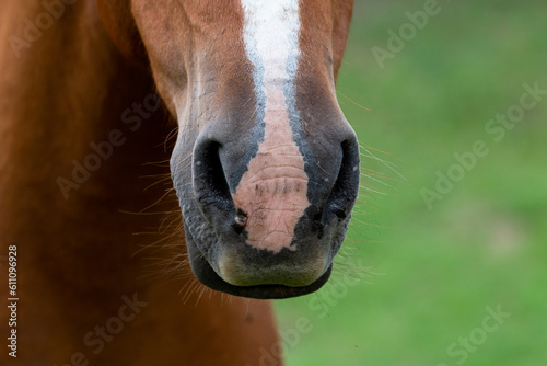 It is touching to see the sensitivity in the eyes of the horses
