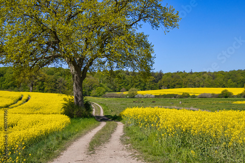 Feldweg durch die Rapsfelder photo