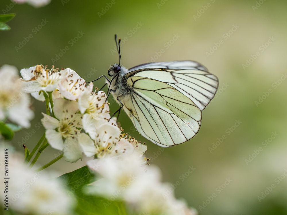 A Black-veined White Butterfly. It went extinct in the Uk in 1925. This one was seen in the Uk on 31.5.23 at Hutchinson's Bank, Croydon. A Black-veined White Butterfly. It went extinct in the Uk in 1925. This one was seen in the Uk on 31.5.23 at Hutchinson's Bank, Croydon.