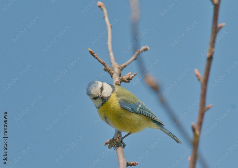 Obraz premium Cyanistes caeruleus aka blue tit is sitting on the tree in sunny spring day. Czech republic nature. Very commont bird in Czechia.