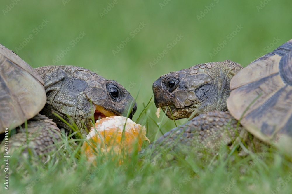 Two females of Testudo hermanni aka Hermann's tortoise are feeding on mandarin in the grass. Very commont tortoise in southern Europe. Very popular pet in Czech republic. Two females of Testudo hermanni aka Hermann's tortoise are feeding on mandarin in the grass. Very commont tortoise in southern Europe. Very popular pet in Czech republic.
