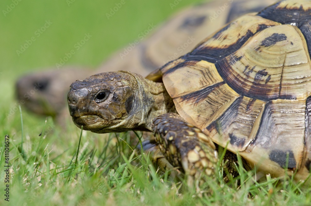 Portrait of of Testudo hermanni aka Hermann's tortoise in the grass. Very commont tortoise in southern Europe. Very popular pet in Czech republic. Portrait of of Testudo hermanni aka Hermann's tortoise in the grass. Very commont tortoise in southern Europe. Very popular pet in Czech republic.