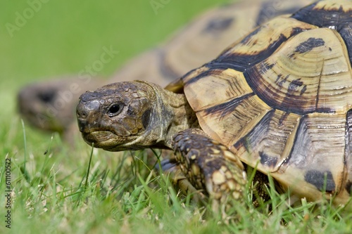 Portrait of of Testudo hermanni aka Hermann's tortoise in the grass. Very commont tortoise in southern Europe. Very popular pet in Czech republic. photo